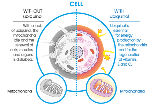 Mitochondria with or without Ubiquinol